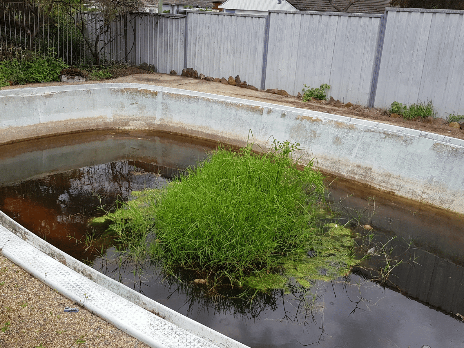 An empty, neglected swimming pool with dirty water and a large patch of tall green grass growing in the center. The pool is surrounded by a fence and overgrown vegetation.